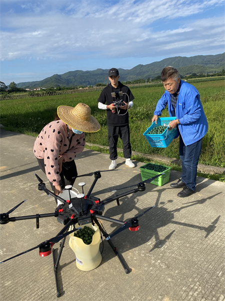 無人機釋放赤眼蜂為增城絲苗米綠色生產保駕護航-1.png