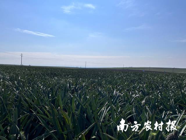 友好農場十二隊500畝菠蘿茁壯成長。