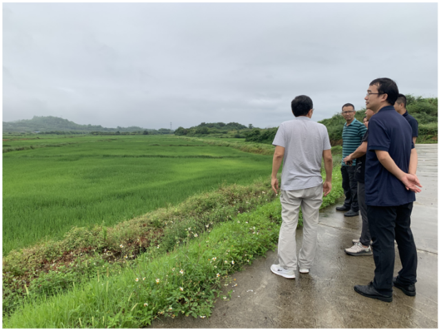 團隊在汕尾市一方農業科技有限公司水稻種植基地了解水稻種植情況