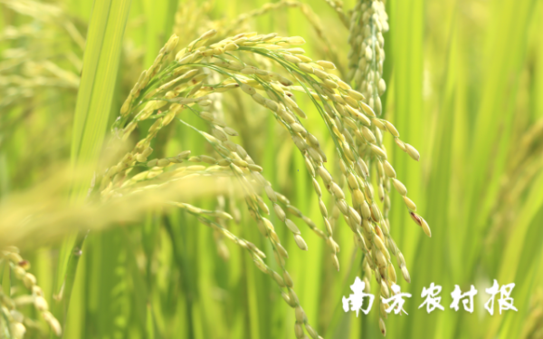 南方農村報  拍攝