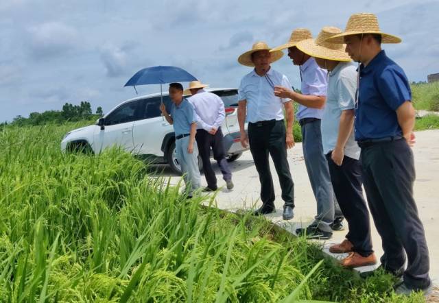 省農科院專家在電白區絲苗米產業園品種示範展示基地考察。