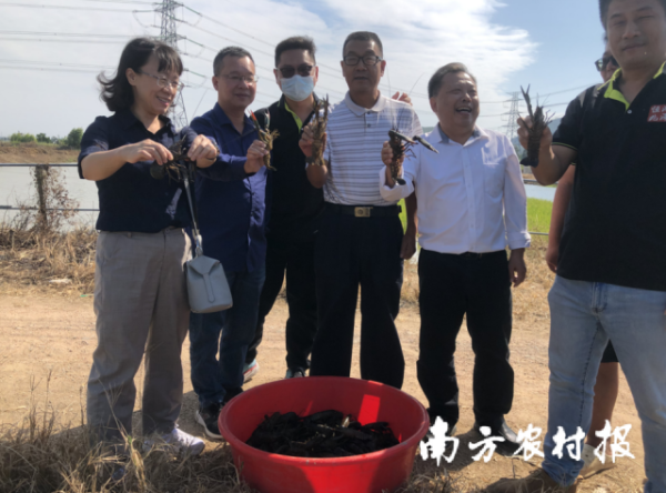廖森泰一行還前往江門市恒兆鴻澤水產科技有限公司了解了澳龍淡水龍蝦（紅螯螯蝦）種質選育等情況。