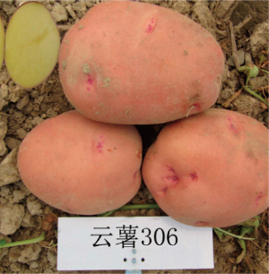 雲薯306.jpg