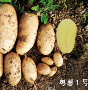 粵薯1號.jpg