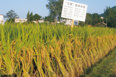 46-水稻三控施肥技術（三控施肥技術在興寧市創實割畝產817.0公斤高產記錄）.jpg
