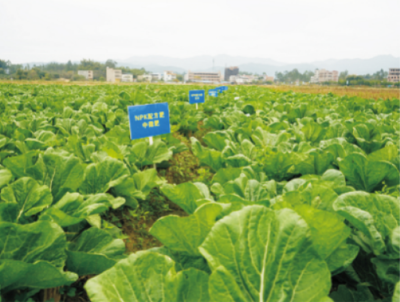 廣東省稻田地力提升技術 (2).jpg