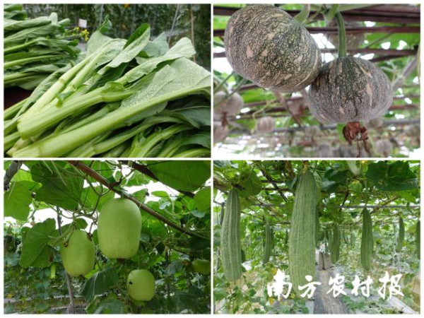 120個特色瓜類、葉菜類等新品種展示