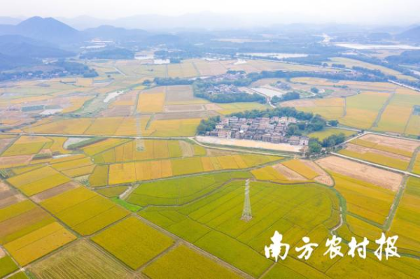 廣東連片的優質稻田。程麒 攝