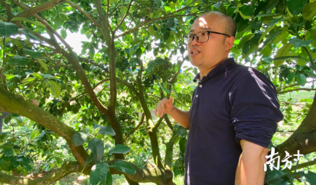 廣東省農科院果樹研究所副研究員薑波