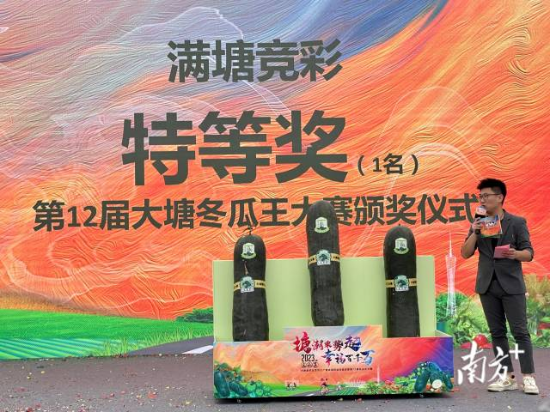 主持人介紹大賽“冬瓜王”及獲一等獎的2個冬瓜。 南方+ 邵一弘 攝